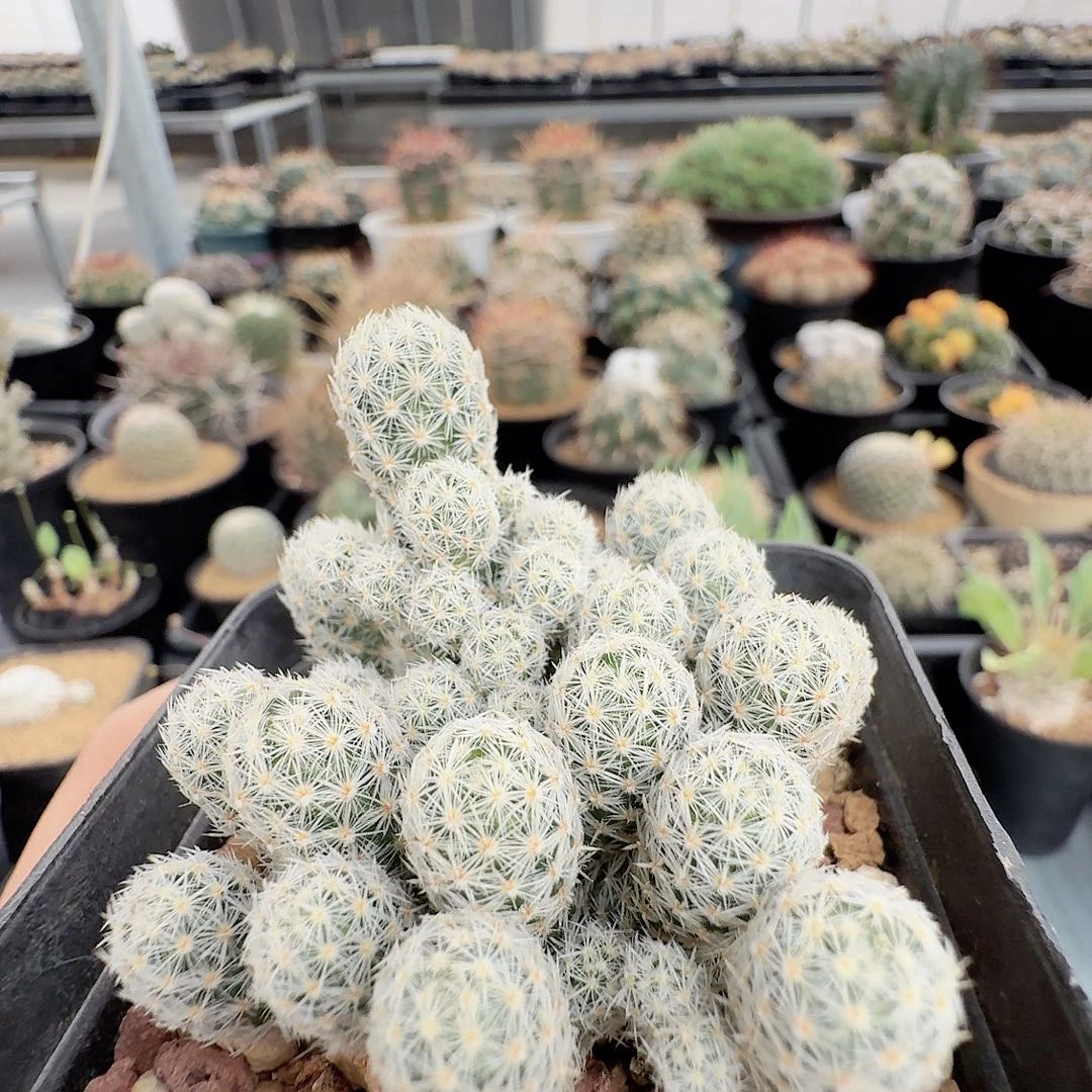 实生孤雁群生仙人球