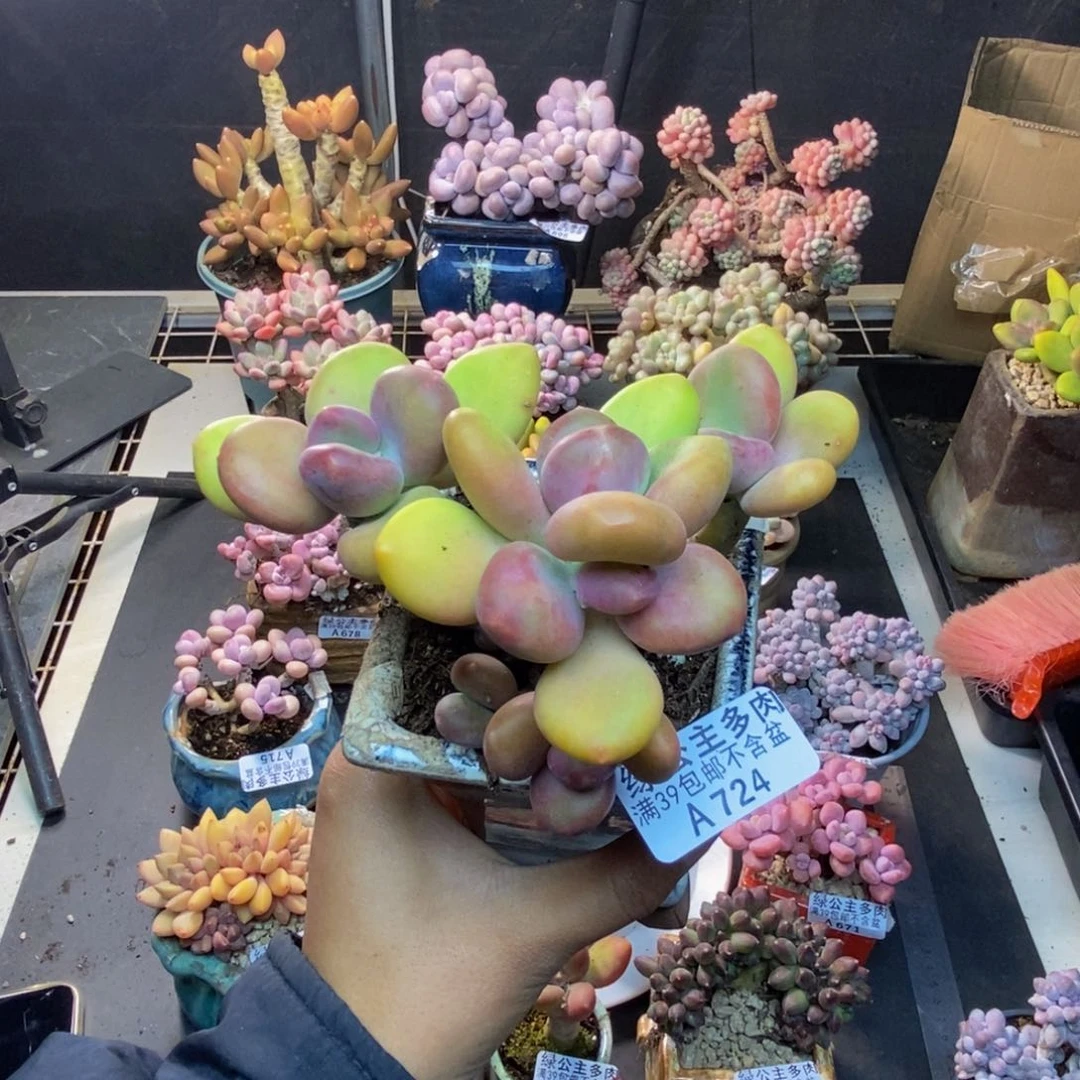 724芒果奶多肉8c m