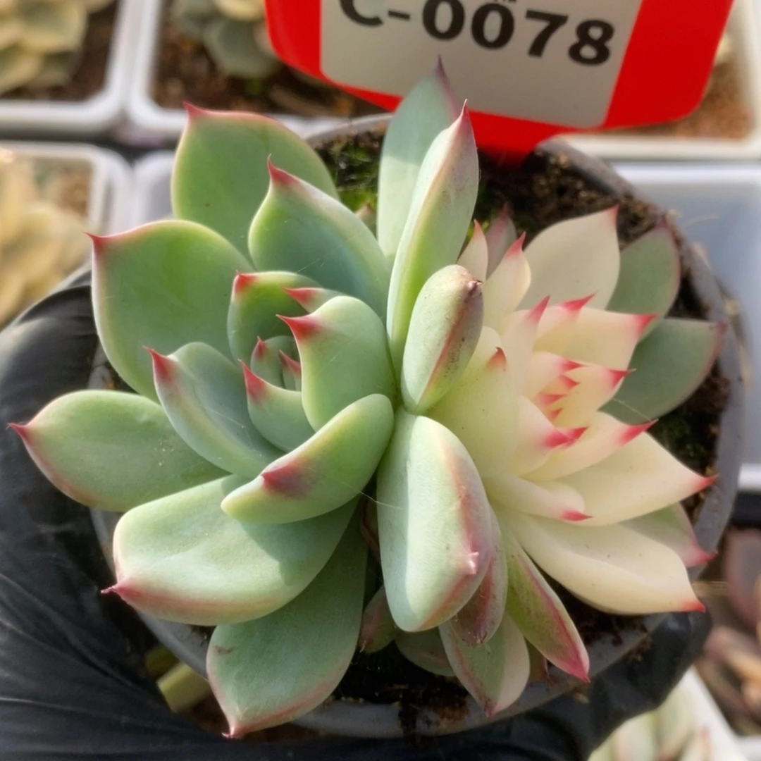 078锦锦锦锦锦锦锦锦