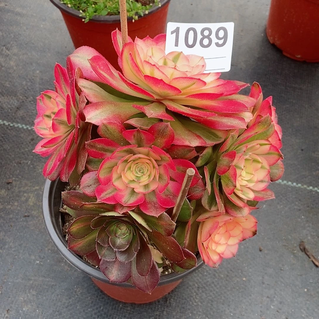 红陶1089荔枝阴阳丛林3冠服16