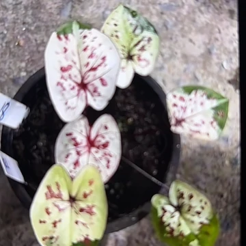 18-0305彩叶芋泰国发货