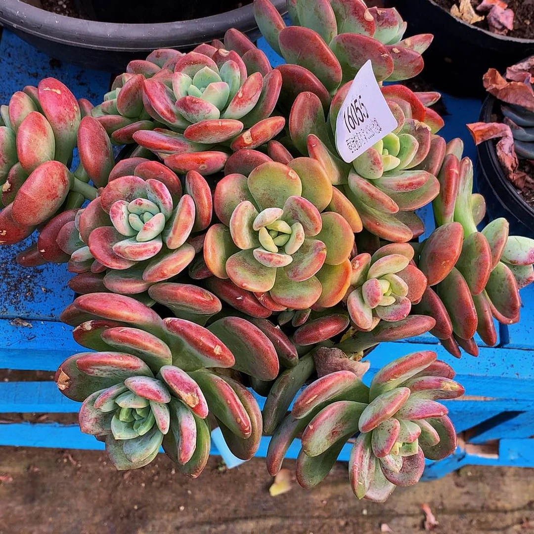 用***5拉萨16055多肉鹅v哦肉