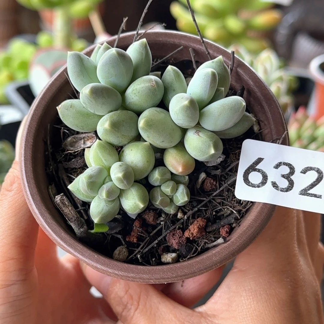 632号 一物一拍 一物一拍