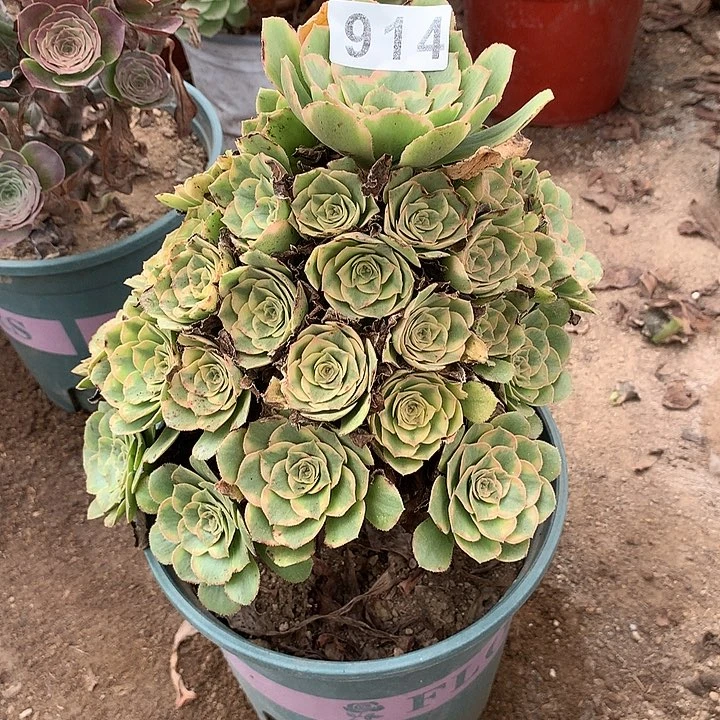 多肉植物金秋914号