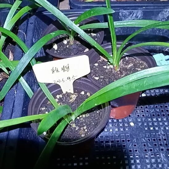 无花朵雏鹤0.8发一个