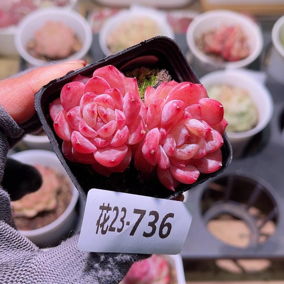 花23-736果汁双头