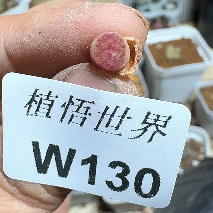 130号的植物哇c c