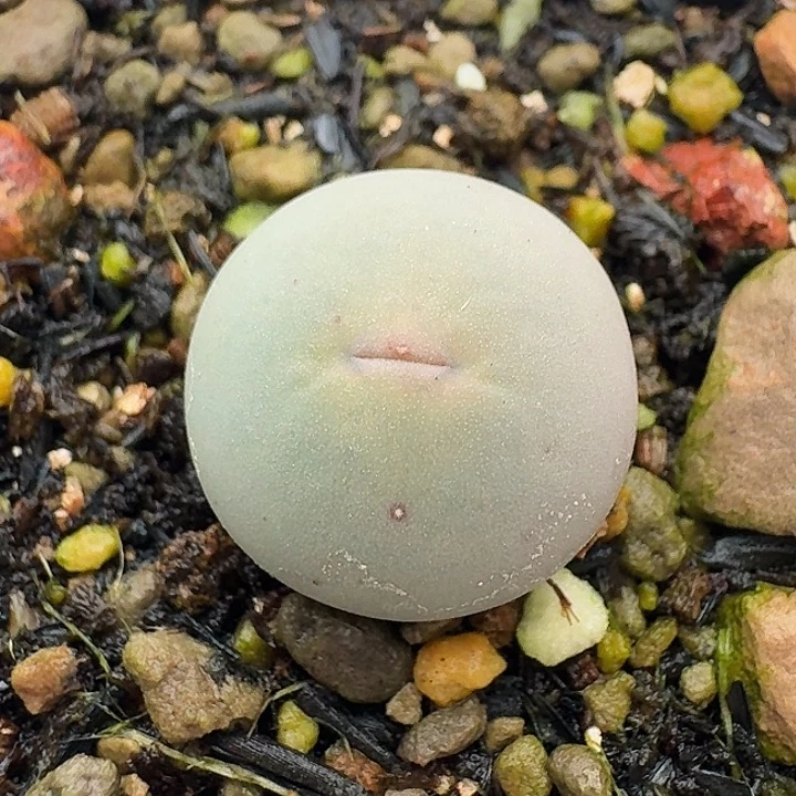 142 v嘴1102 肉锥。