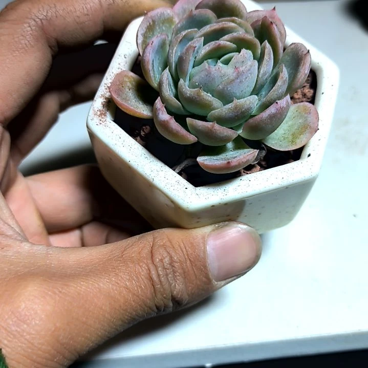 满6元包邮，冰梅贝瑞俩颗