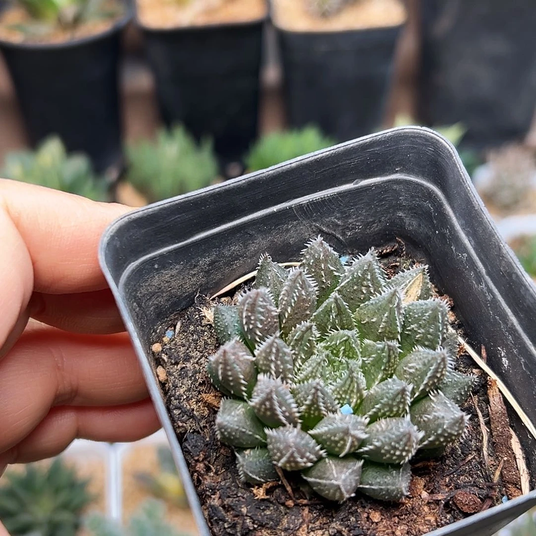 稀有小支十二卷一颗