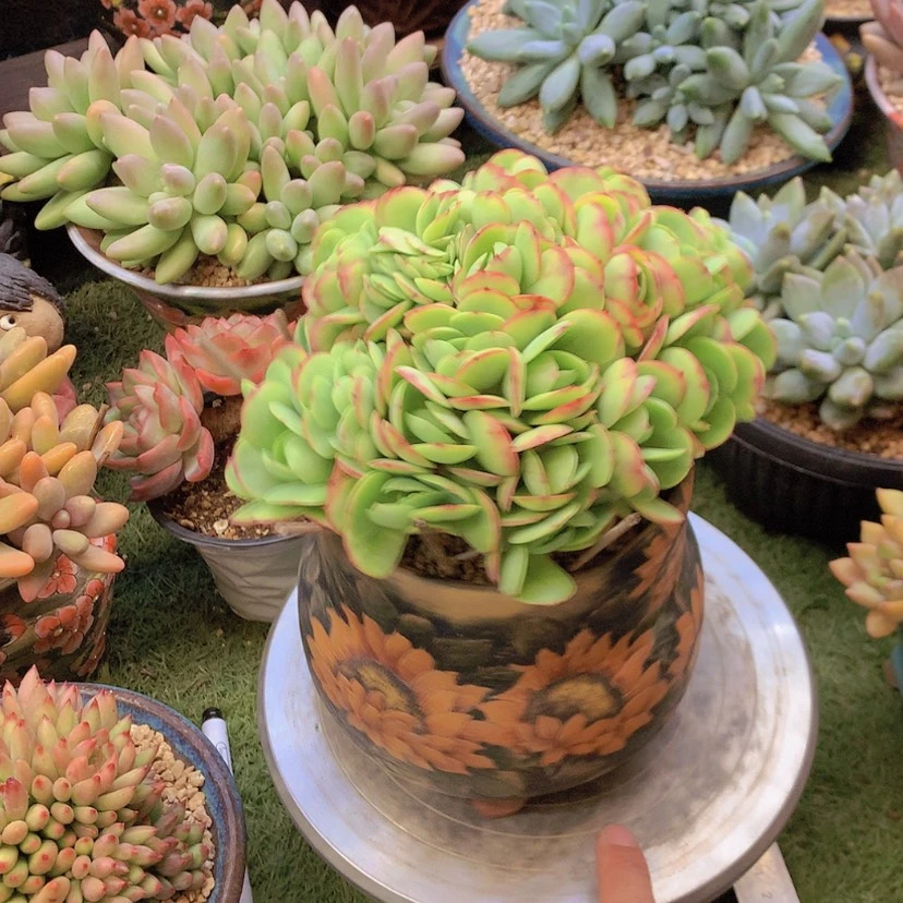 【闪购商品】彩虹碧桃