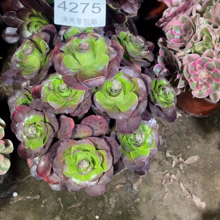 4275魅金的的的多肉