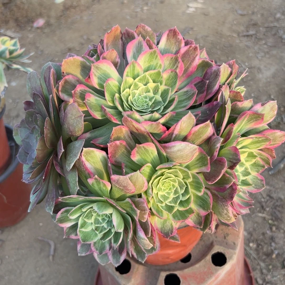 多肉植物水蜜桃群