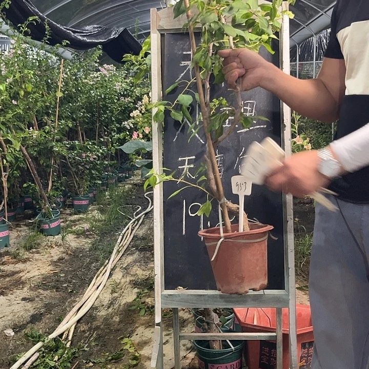 无花朵三角梅三角梅953