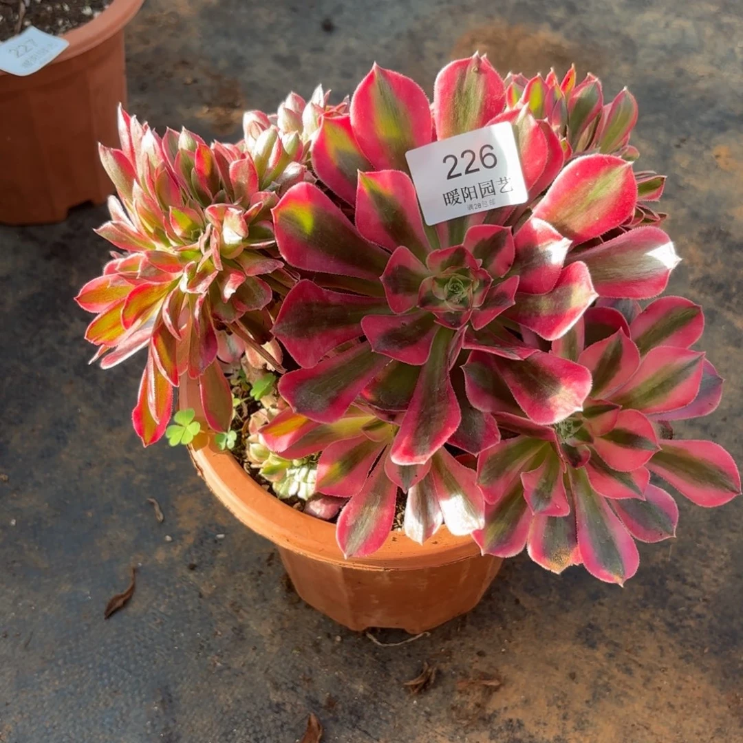 226号粉女郎缀化多肉