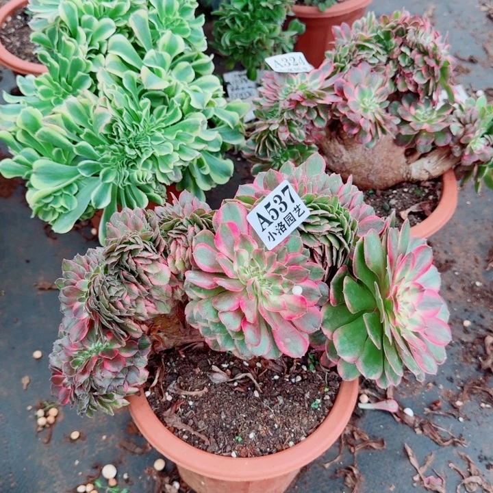 537荔枝缀化多肉植物