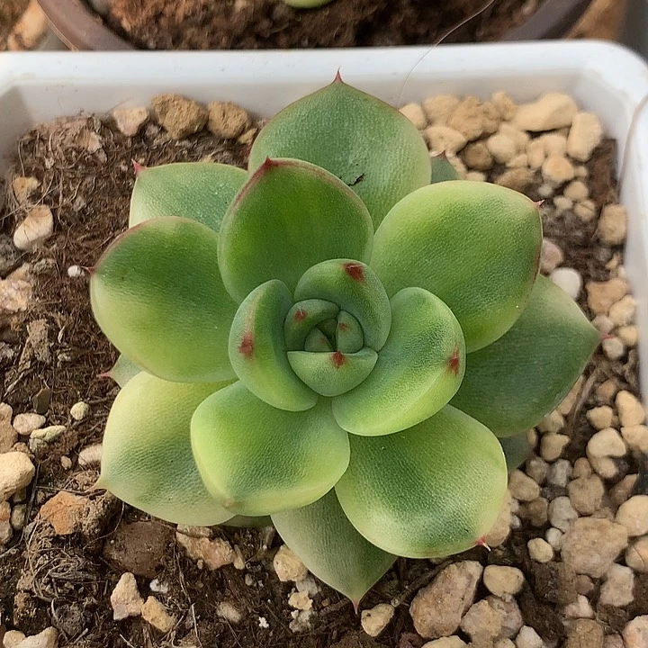 月亮石快看看KLM姐姐了