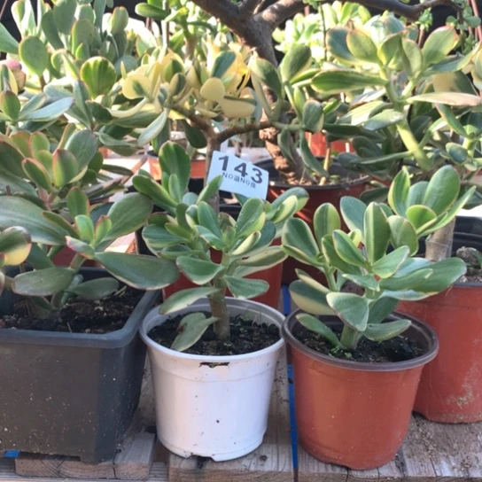 海*?143老花脱土发货