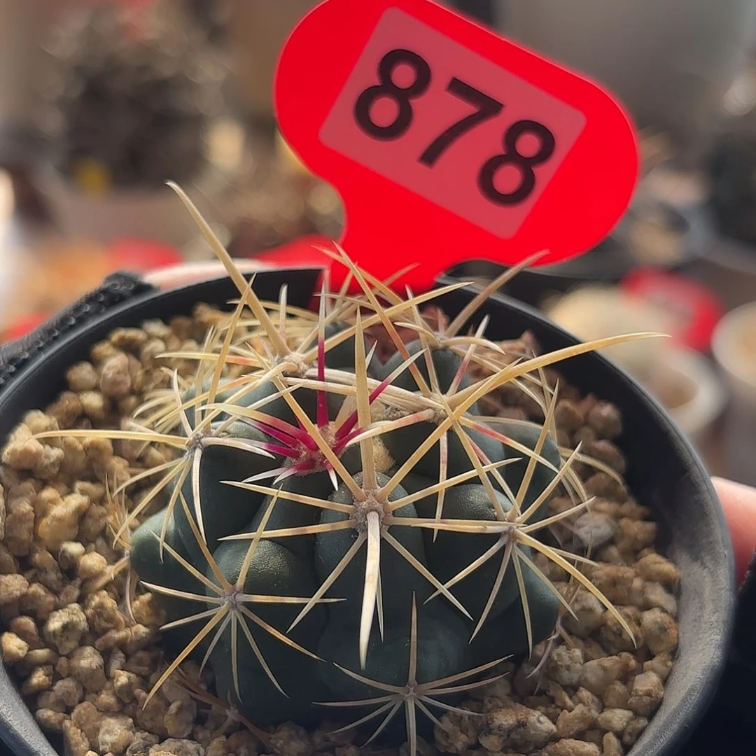 仙人球实生大统领