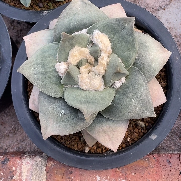 实生牛舌粉锦14.5