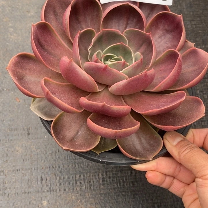 ˶**姐夏悦多肉0610-139红灯