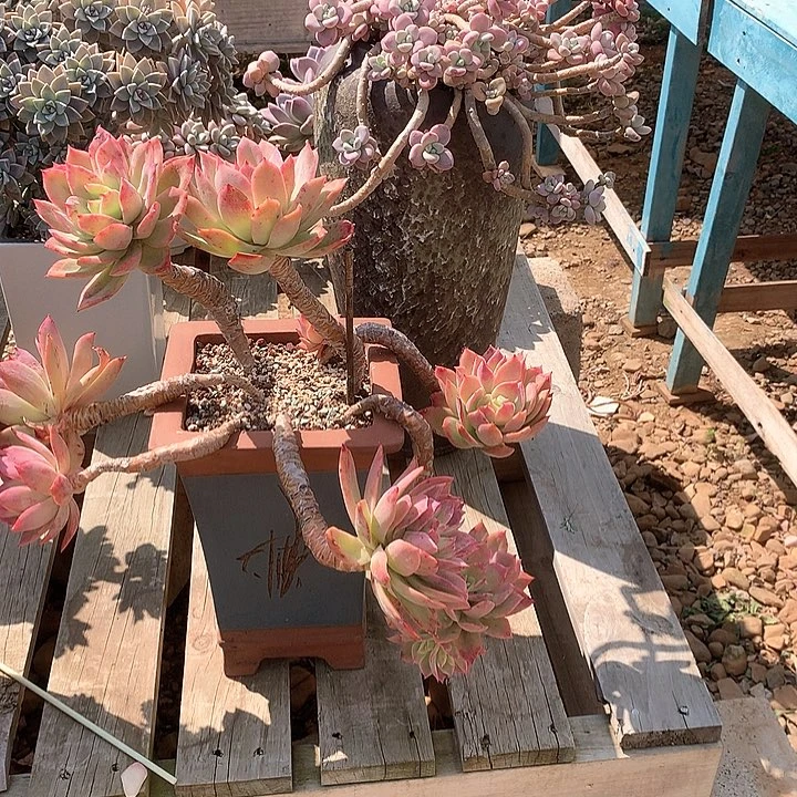 蓝**空乔伊多肉植物脱土