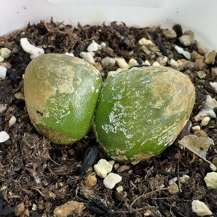 老马生石花双头灯泡930