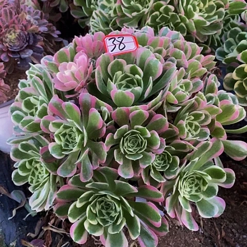 白凤老桩捧花法师38号