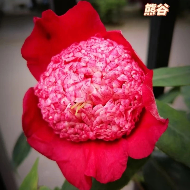 【熊谷茶花】日系名贵品种 托桂型红白大花 阳台庭院
