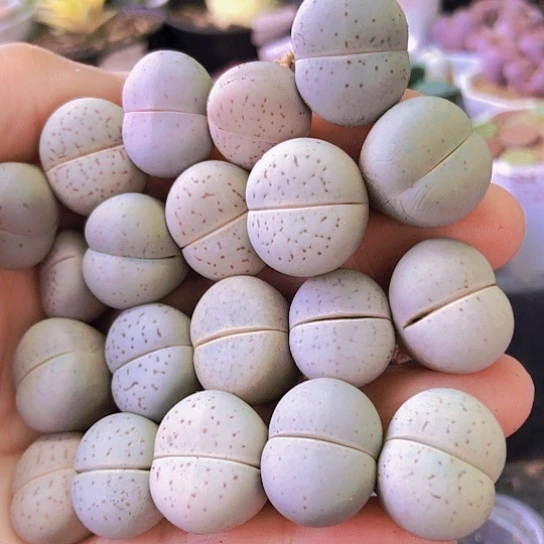 无花朵0846，1.5-1.7厘米20颗