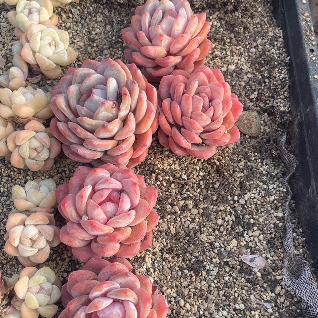 Y***儿雁儿姐姐的雪天使2颗