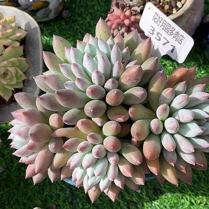 多肉植物3571 一定要拍个冷链哦