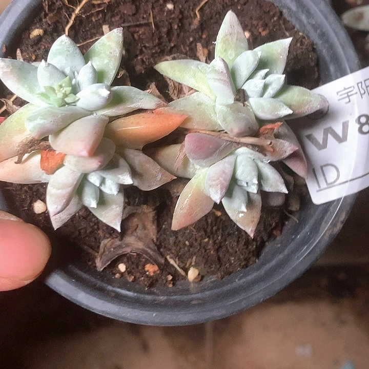 8620刘丹白毫多肉仙女杯