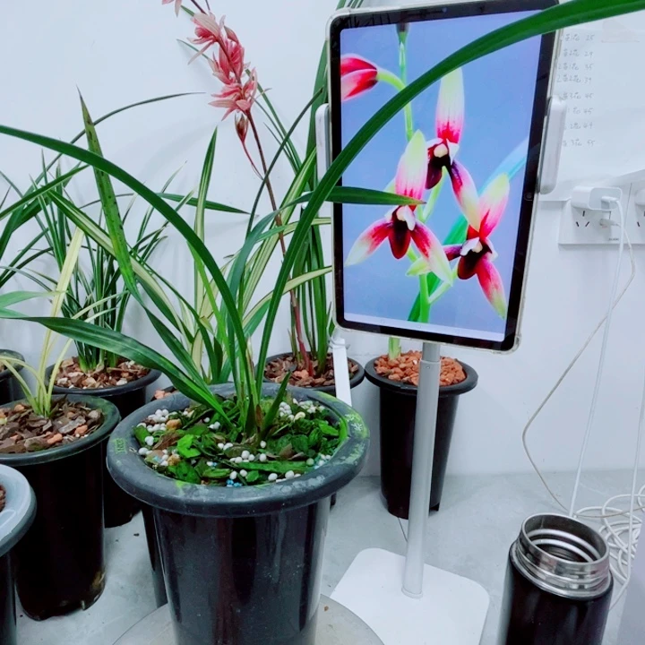 建兰赤诚三个头带花