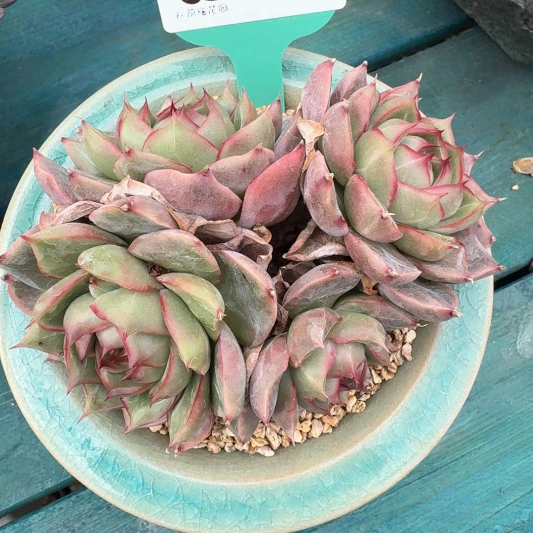 从前慢多肉精选编号0924.33