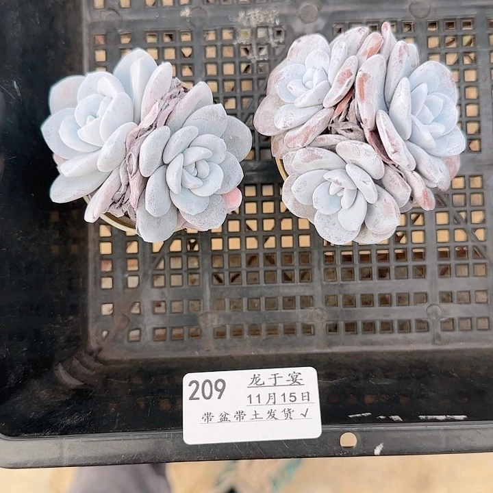 一***倒1115-------209雪莲2颗