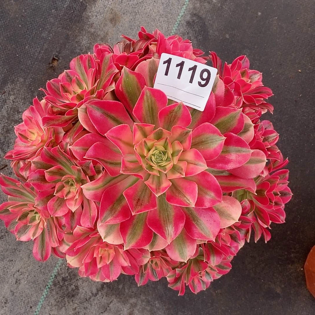 红陶1119女巫4多肉