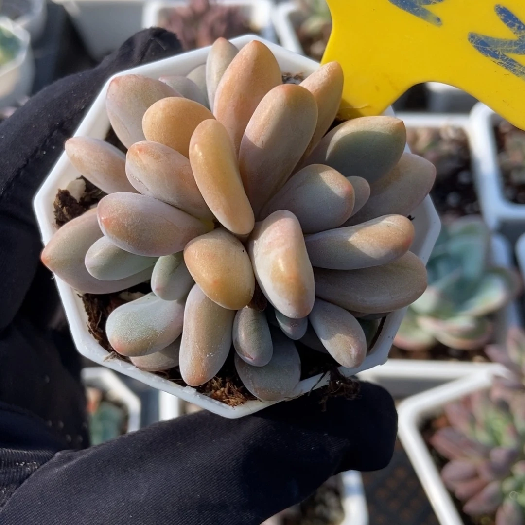 722粉兔多肉植物保护