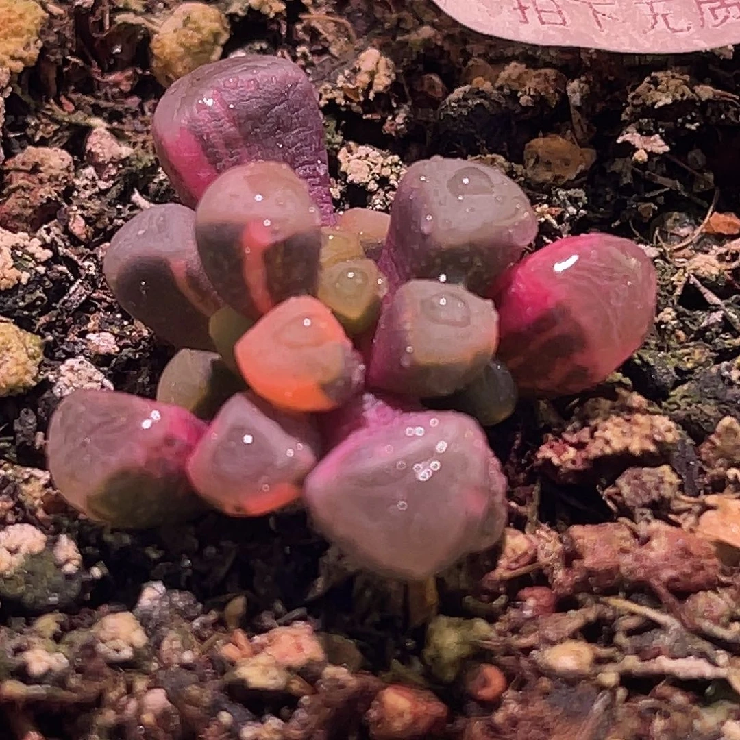 尚品园艺福利锦8252