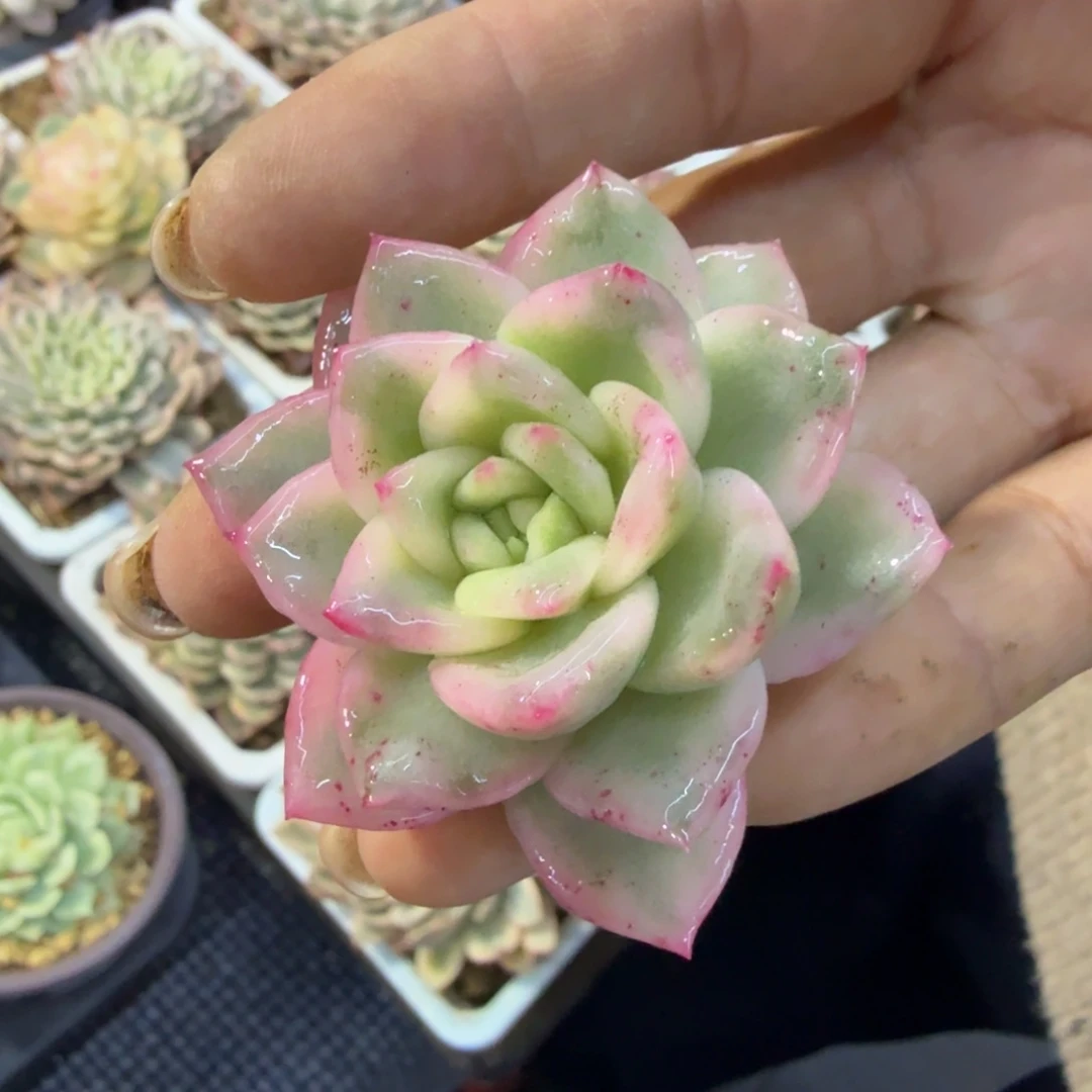 冰月亮锦多肉锦多肉