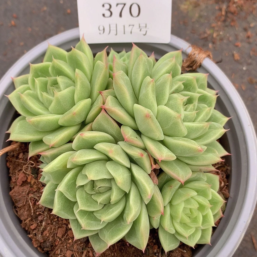 【闪购商品】云370号