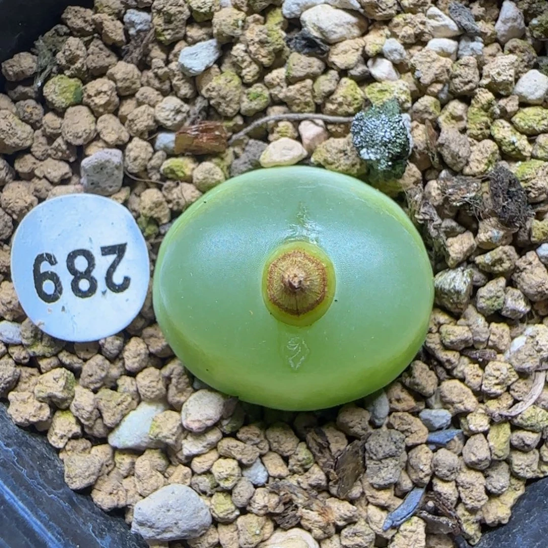 拉登1.9+多肉植物289