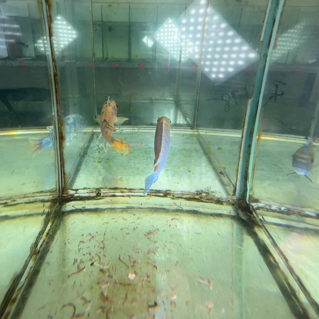 海水鱼390-金蓓，360-黄鸡，358-大眼