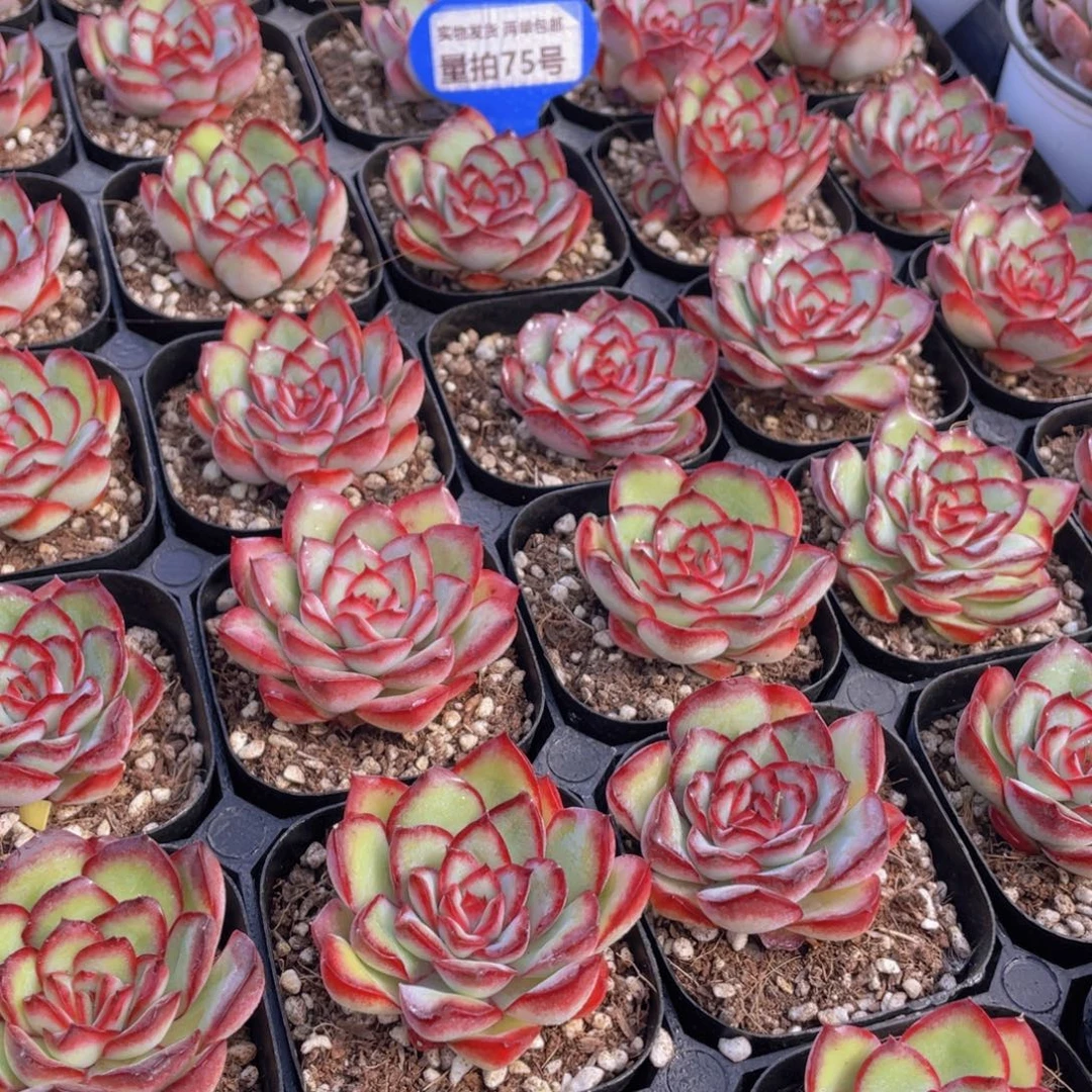 量拍75号 肉酱玫瑰单头2个