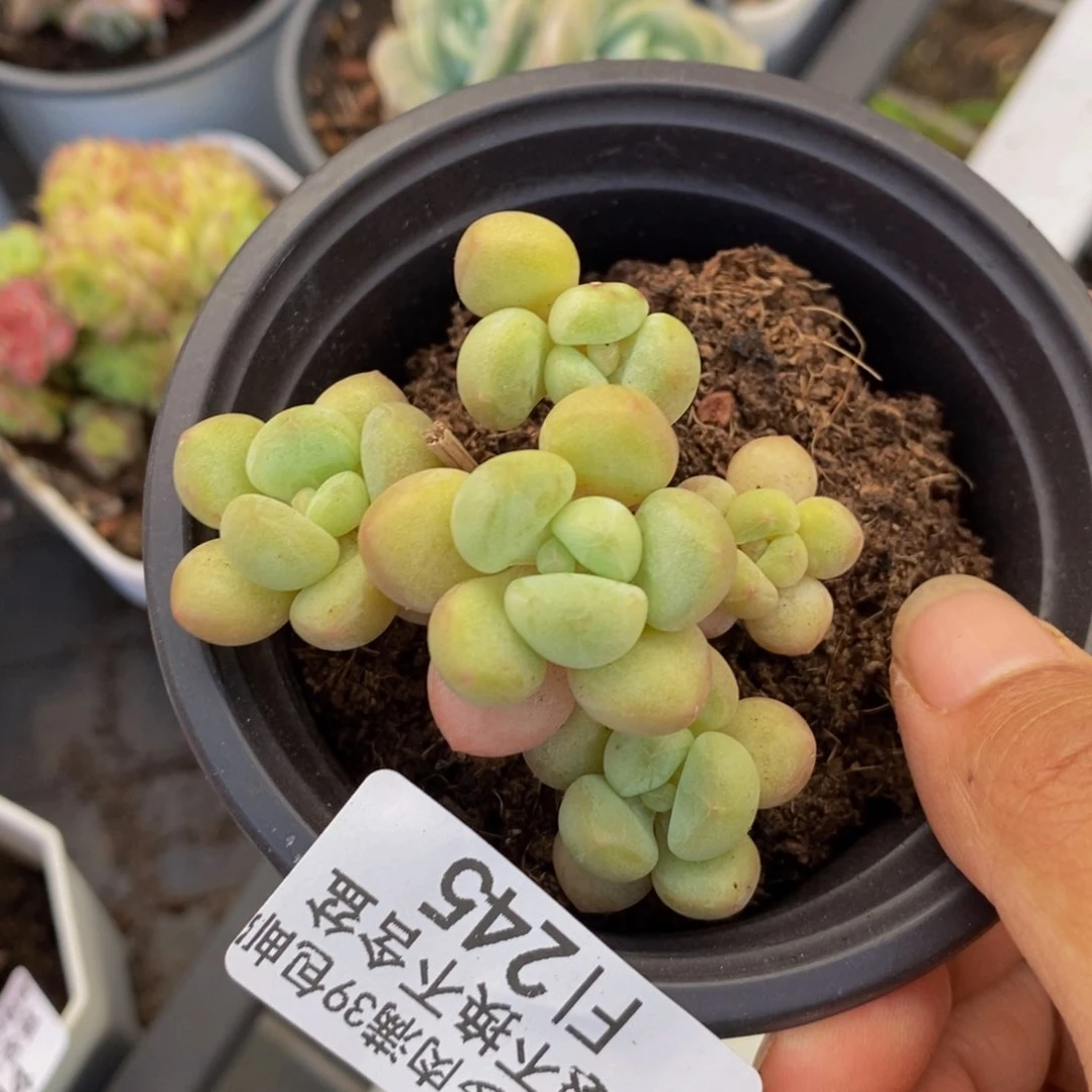 345萤火虫多肉4cm
