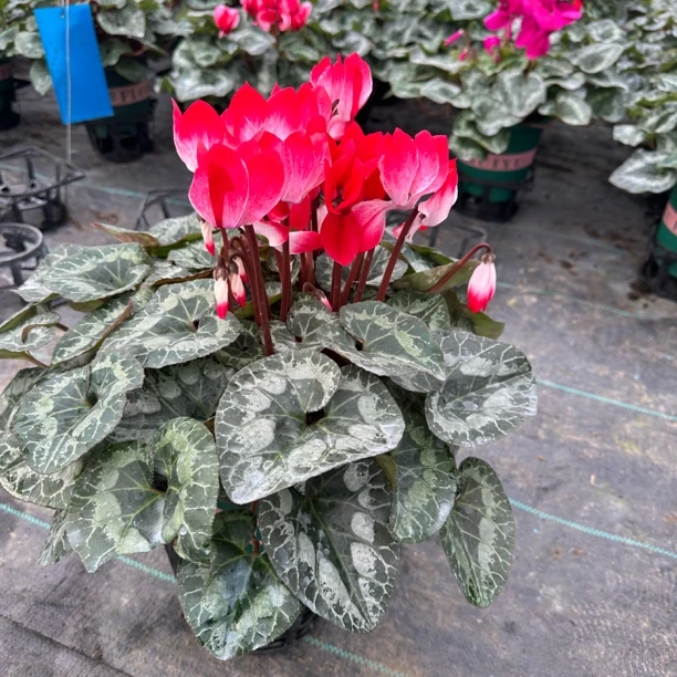 1代音迪卡红荷1.5加仑盆带花带花苞发货 室内观赏植物