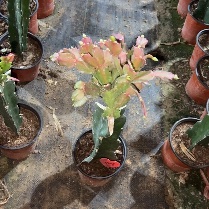 人***态当前无花栽培后可以开花038  1106