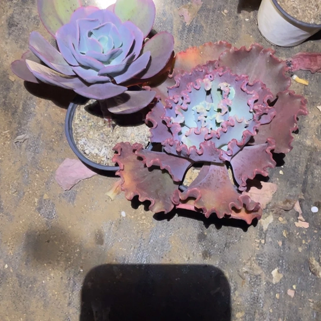 @***蓝5 2号包菜系列多肉植物带赠品2棵