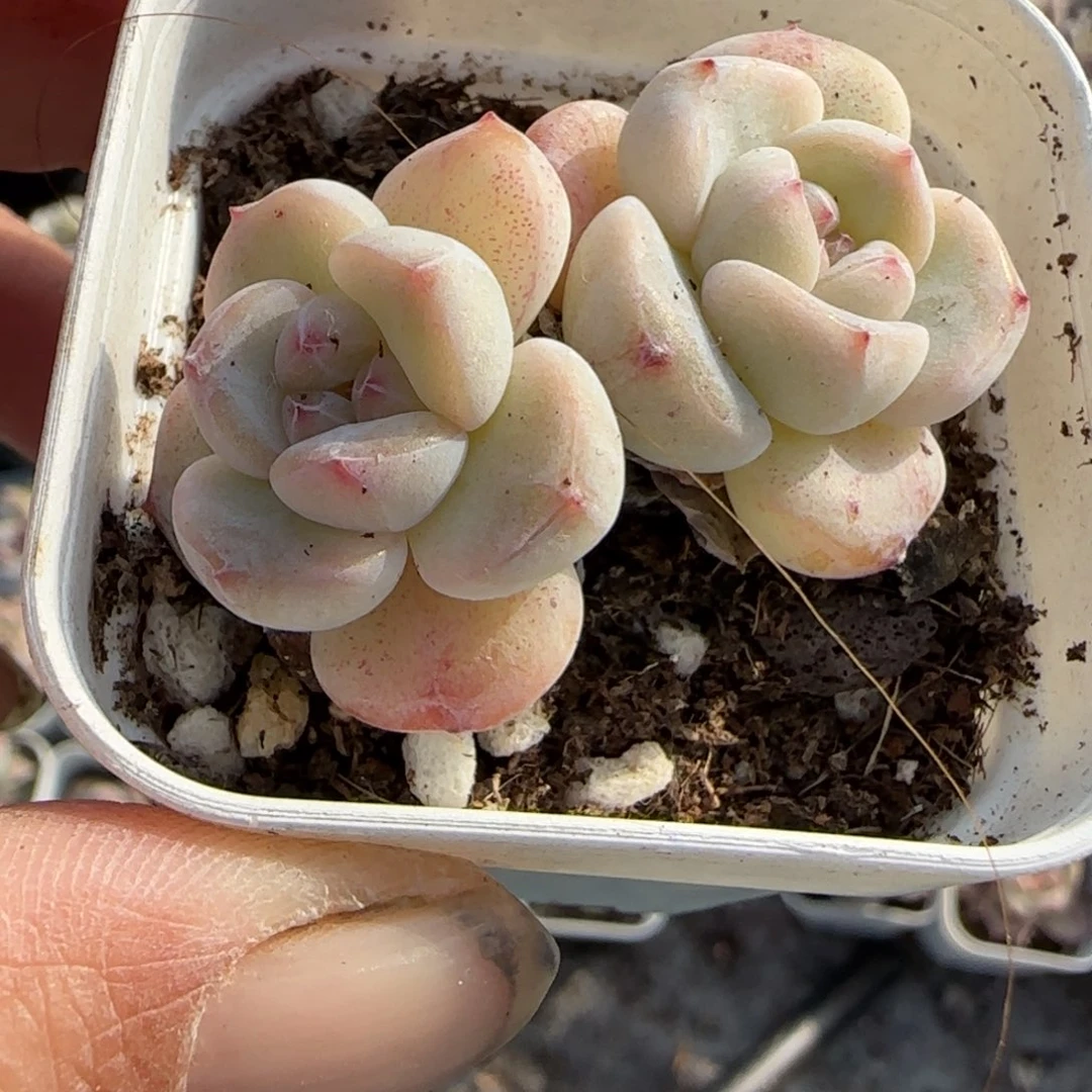 小卡拉米糖心一物一拍