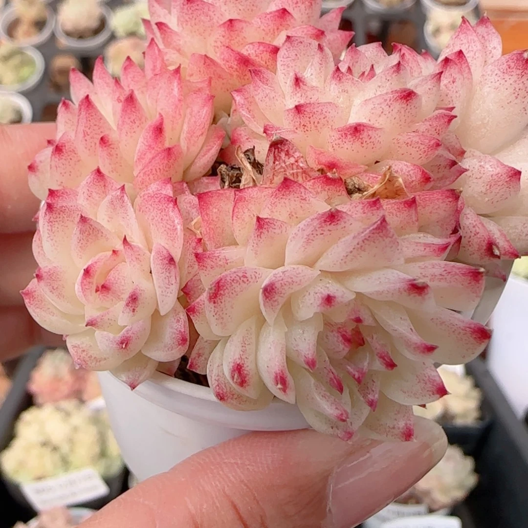 花语多肉1222-325散